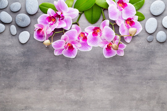 Fototapeta Beauty orchid on a gray background. Spa scene.