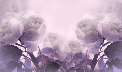 Floral summer light purple  beautiful background. A tender bouquet of lwhite  roses with violet...
