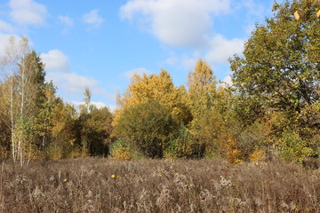 Autumn meadow is at the edge of the forest