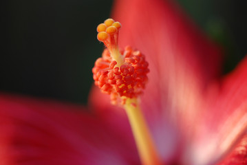 HIBISCUS ROSA SINENSIS. ROSA CHINA