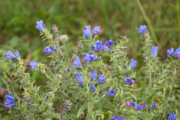 Blue flowers of Echium vulgare blooming in autumn garden