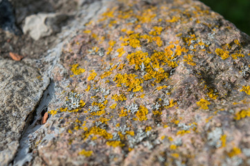 Close up of yellow Xanthoria parietina lichen on  grey stone