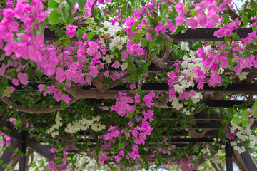 Wooden pergola,covered in climbing plants.Beautiful purple and white flowers Bougainvillea as a background.Close up.
