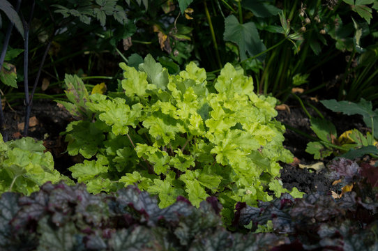 Bright Green Foliage Of Heuchera Lime Marmalade In Autumn Garden