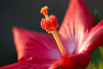HIBISCUS ROSA SINENSIS. ROSA DE CHINA, DETALLE EN MACRO