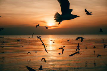 Beautiful sunset with many birds. Silhouette tone.