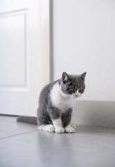 Cute British short Hairy cat