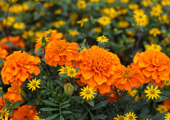 beautiful flowers in nature in the botanical garden