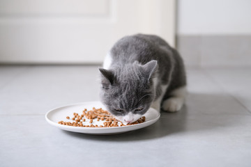 British short-hair cat is eating something