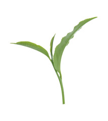 green tea leaf isolated on white background