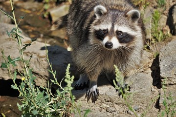 Fototapeta premium derrière le masque