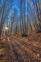 Autumn - Winter landscape at Castanar de El Tiemblo Chestnut forest. Protected area in the province of Avila, central Spain