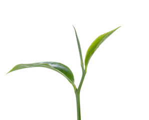 green tea leaf isolated on white background