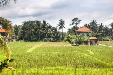 Fototapeta na wymiar Landscape with many rice fields near the town Ubud on Bali, Indonesia 