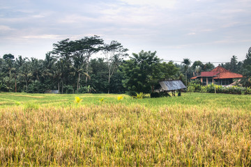 Landscape with many rice fields near the town Ubud on Bali, Indonesia
