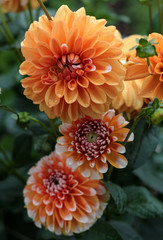 beautiful flowers in nature in the botanical garden