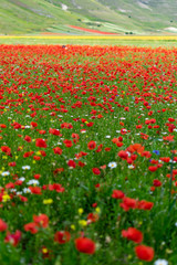 Fioritura 2018 a Castelluccio di Norcia