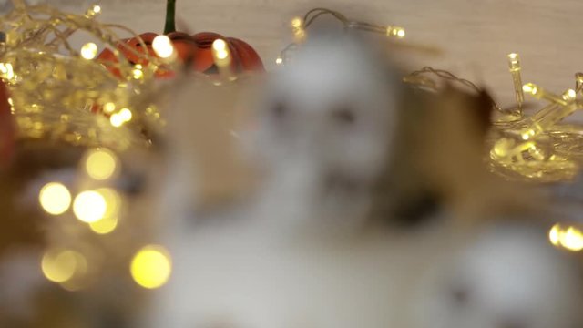 Scaring Halloween atmosphere. Closeup