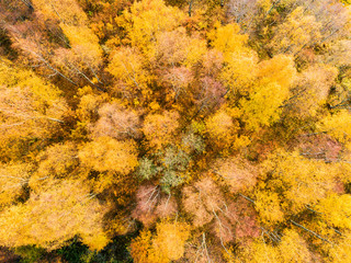 Aerial view over forest during vibrant autumn colors. Aerial view of woods. Aerial autumn forest. Aerial drone view of forest with yellow trees and beautiful landscape from above.