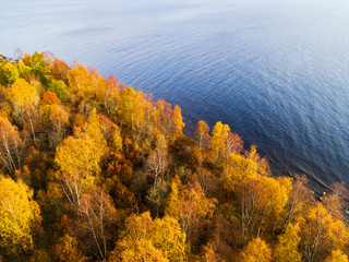Aerial view over forest during vibrant autumn colors. Aerial view of seashore with stone. Coastline with sand and water. Aerial drone view of forest with yellow trees and lake landscape from above