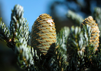 Fir Branch With Pine Cone - Christmas Holidays Background