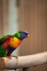 Rainbow lorikeet