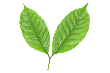 Fototapeta premium Coffee leaves green on white background.