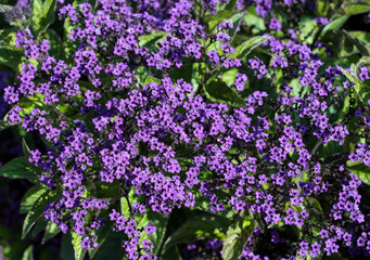 Obraz premium beautiful flowers in nature in the botanical garden