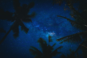 Silhouettes of coconut trees with southern hemisphere Milky Way stars.