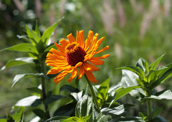 beautiful flowers in nature in the botanical garden
