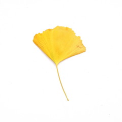 yellow ginkgo biloba leaf isolated on white background