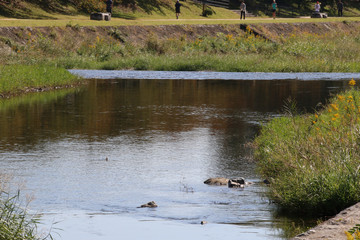 京都ぶらり、秋の鴨川に光る水面