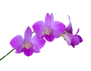 Fototapeta na wymiar Purple (Violet) orchid on white