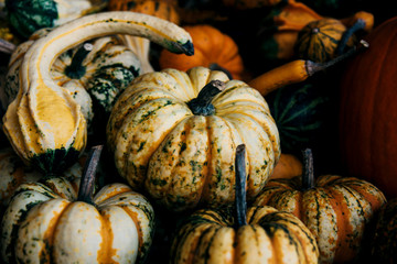 Autumn still life with organic pumpkins.