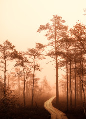Fototapeta na wymiar autumn misty swamp