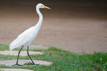 Great egret Ardea alba waterfowl hunting in wetlands