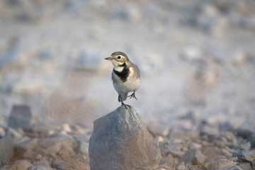 white wagtail 