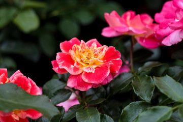 beautiful flowers in nature in the botanical garden