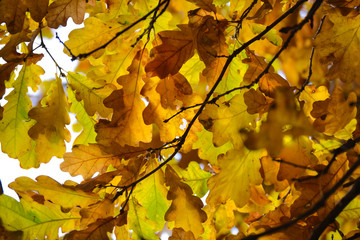 Naklejka na ściany i meble Oak branches with autumn colored leaves close-up. yellow, red, green autumn leaves