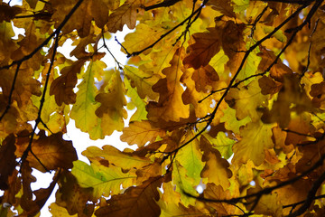 Oak branches with autumn colored leaves close-up. yellow, red, green autumn leaves