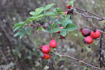 Red berries ripened on a wild rose bush in the forest