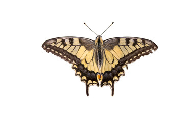 Butterfly Swallowtail (Papilio machaon) isolated over white background