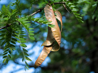 Gledicia three-lobed or Gledicia vulgaris (Latin Gleditsia triacanthos) - a species of trees from...