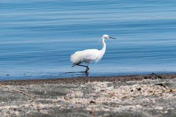 Airone sulla spiaggia