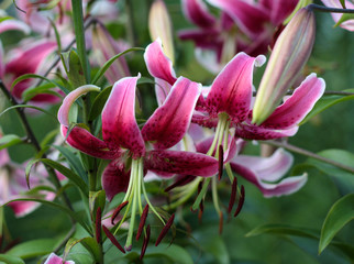 beautiful flowers in nature in the botanical garden