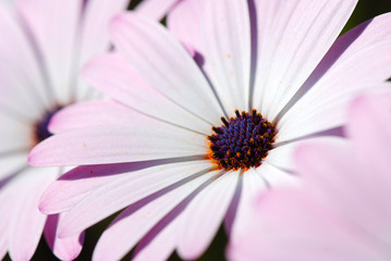 DIMORPHOTECA U OSTEOSPERMUM. MARGARITAS DEL CABO