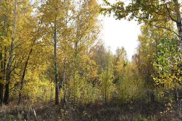 Beautiful autumn forest stands in the golden foliage