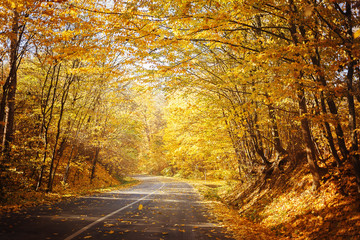 Obraz premium Road in yellow autumn forest