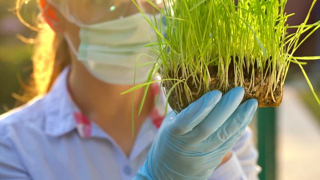 Woman scientist in goggles and a mask examines a sample of soil and plants