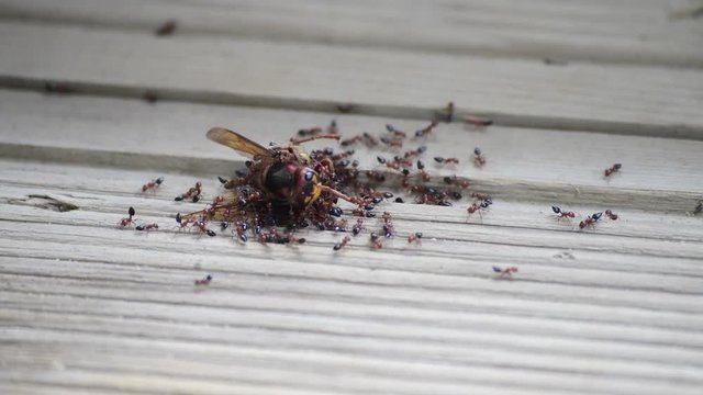 city, winter, snow, sea, panorama, beach, sky, landscape, view, architecture, travel, building, water, blue, white, nature, town, dragonfly, cold, river, urban, panoramic, lake, road, iceant, bee, dea